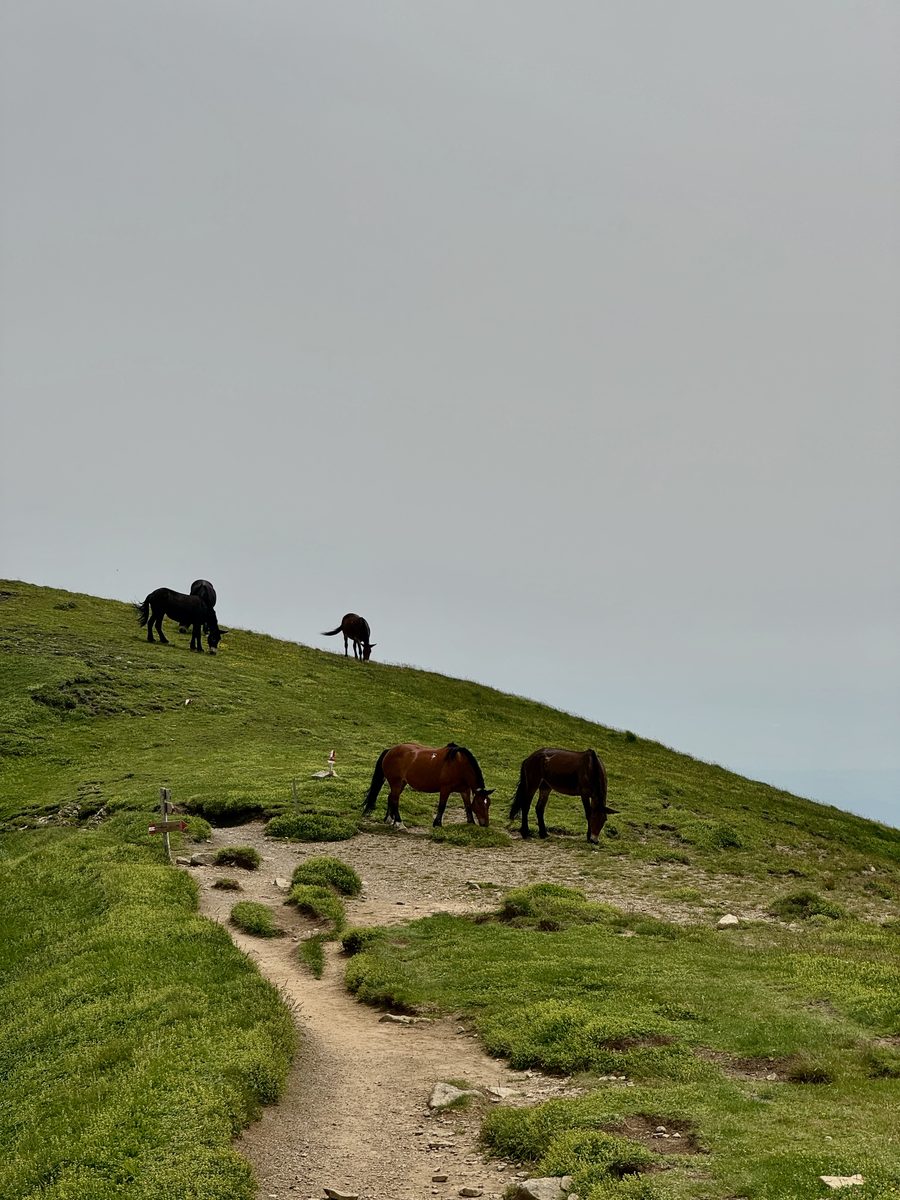 Wildpferde auf dem markierten Wanderweg zum Lago Scaffaiolo auf dem Apennin-Kamm